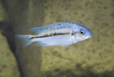 Protomelas marginatus 'Ndumbi Rocks'